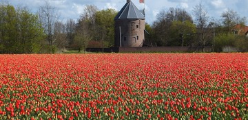 Facebook-groep “Wandelen en foto’s in de bollenstreek” van DE JONG in enkele dagen een groot succes!